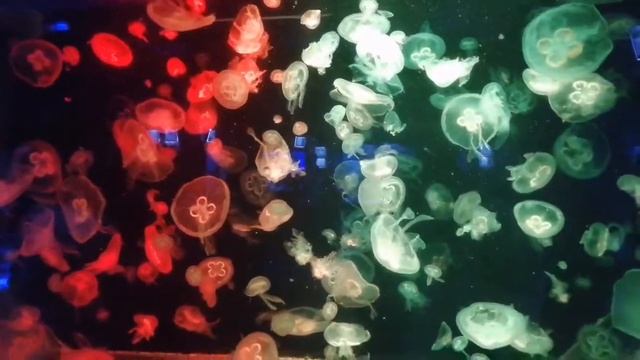 #Рыбки и медузы, которые меняют цвет# смотреть онлайн