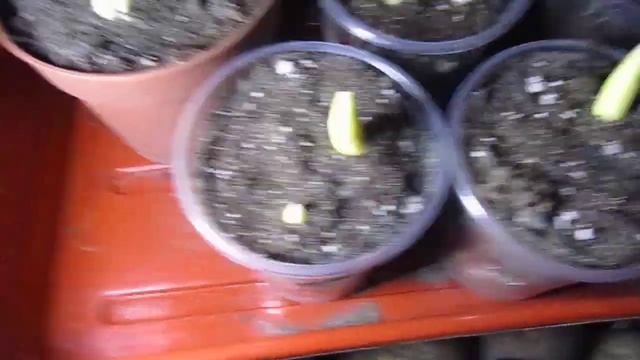 ВЫГОНКА ТЮЛЬПАНОВ И НАРЦИССОВ В ДОМАШНИХ УСЛОВИЯХ ОБЗОР В ЯНВАРЕ . В ГОСТЯХ У ЕЛЕНЫ . смотреть онлайн