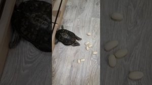 Черепаха несёт яйца, что делать???