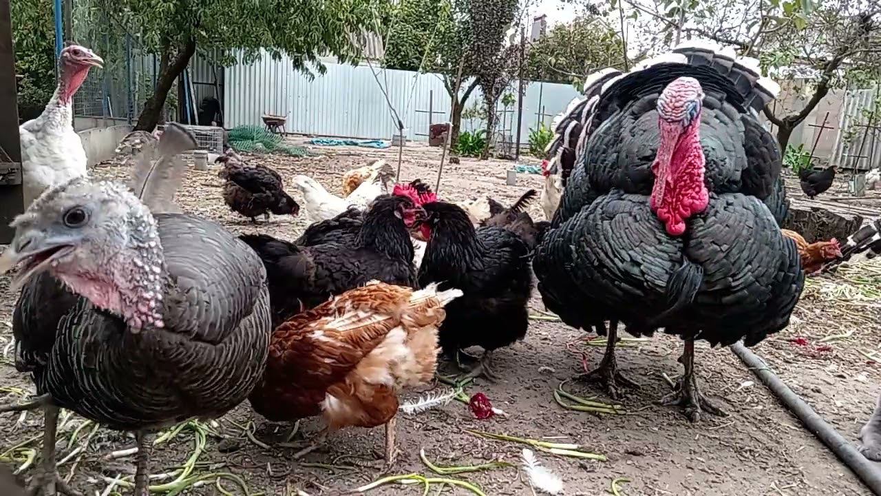 Какое количество птицы завезти смотреть онлайн