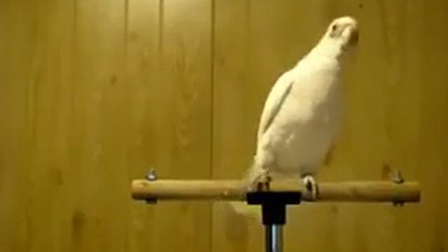 Смешно желтый попугай смотреть онлайн