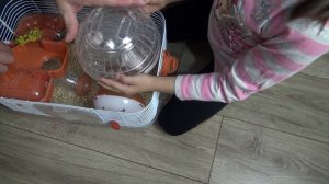 Lina'nın Hamsteri Parmağını Isırdı Lina Çok Üzüldü Hamsterlarına Çok Kızdı