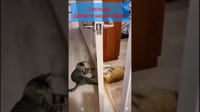 Господа, делайте ваши ставки! 🐈⬛v/s🐈