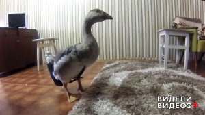 Домашний гусь. Видели видео? Фрагмент выпуска от 06.01.2019