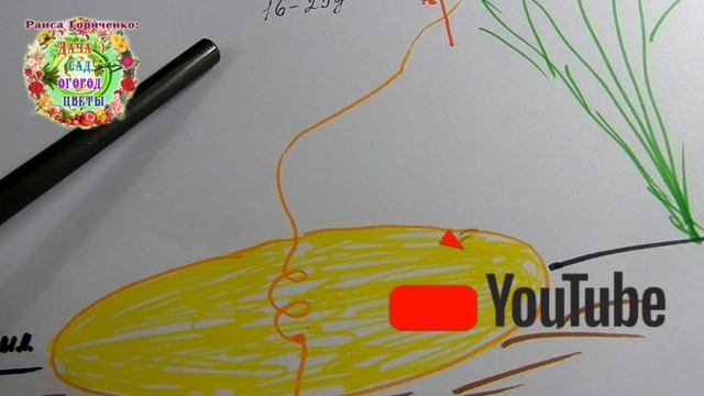 ПОВИЛИКА - САМЫЙ УМНЫЙ ПАРАЗИТ РАСТЕНИЙ. Как и чем бороться с повиликой в огороде, в теплице?