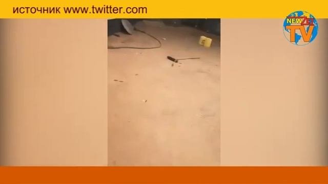 НАШЕСТВИЕ САРАНЧИ... Что опаснее ? Коронавирус или саранча?