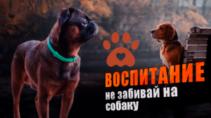 Как научить командам и воспитывать собаку. Дрессировки.