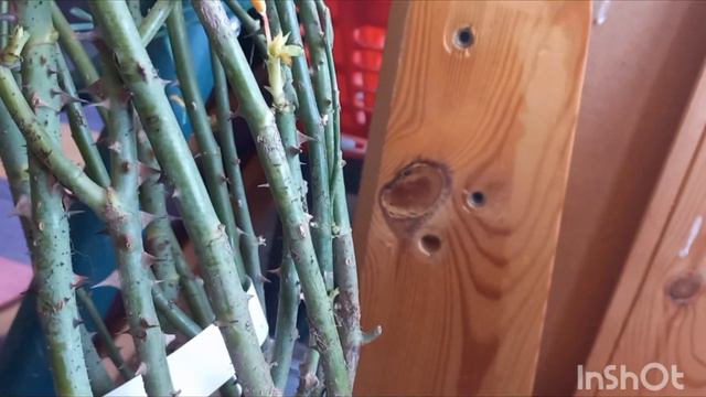 Распаковка посылки с розами из питомника Розафлора. 23 марта 2024 г. смотреть онлайн