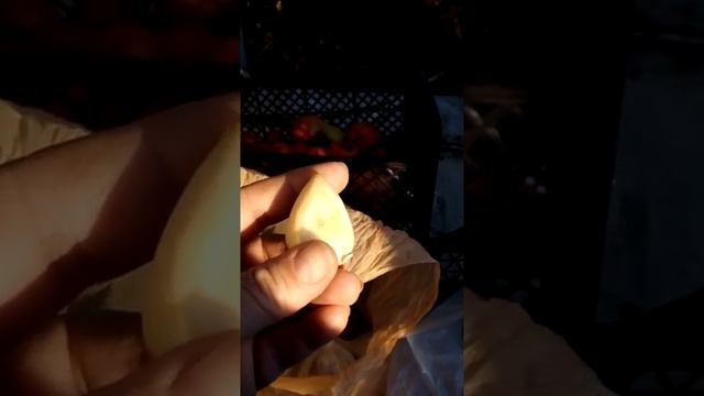 Болезни озимого чеснока.