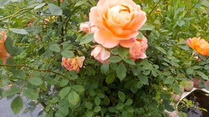 Роза Сахара, (Sahara),Сом 2016( Somme 2016), Аспирин(Aspirin ) Бенджамин Бриттен (Benjamin Britten)