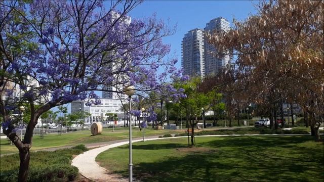 #Город,#море,#жакаранда.#Ашдод.#Израиль. смотреть онлайн