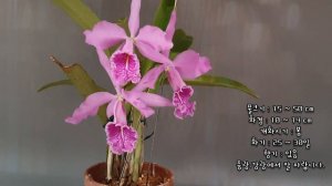 Cattleya maxima (고산지대산) 카틀레야 맥시마