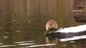 Ондатра (водяная крыса)