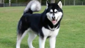 Топ 10 САМЫХ АГРЕССИВНЫХ ПОРОД СОБАК