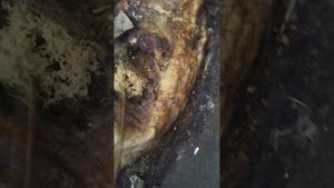 Труп разлогающийся кошки