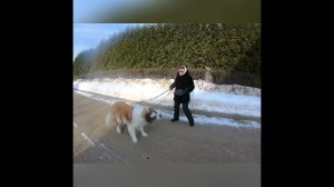Трюк для собак "Зайка"тонкости,о которых не рассказывает никто.С Вами кинолог Наталья Севостьянова