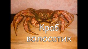 Краб. Как есть краба. Краб волосатик.