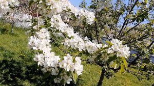 Огород. Обработка помидор цирконом. Посадка огурцов.