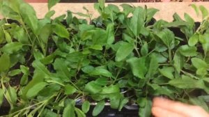 ШАЛФЕЙ 23.02.18