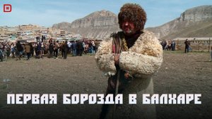 «Аьрщи ва агьлу». «Праздник первой борозды в селе Балхар»