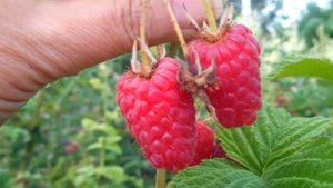 Малина Лячка или Ляшка. 2017.