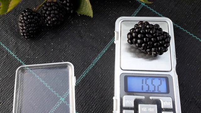 Натчез- ежевика бесшипная, описание сорта