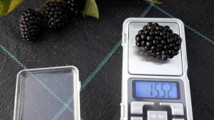 Натчез- ежевика бесшипная, описание сорта