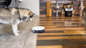 Робот Пылесос против Хаски и их Шерсти / КРАШ ТЕСТ