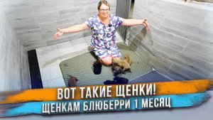 Щенки осваиваются на новом месте! Кто ваш любимчик?
