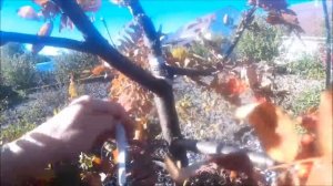 Результат прививки груши и айвы японской  на рябину.