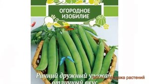 Горох овощной Воронежский зеленый ? обзор: как сажать, семена гороха Воронежский зеленый