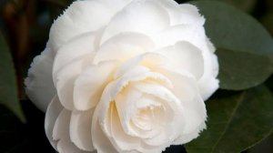 ?Цветы Камелии. Наполнение красотой. Сamelia flower (1080 НD)