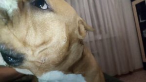 Щенки Стаффордширского терьера / Взрослый кобель Стаффа играет с детьми