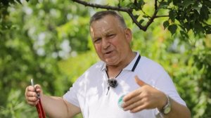 Пинцировка летом - хороший урожай осенью! Как обрезать абрикос?