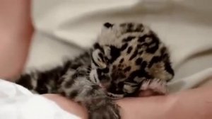Детеныш леопарда?