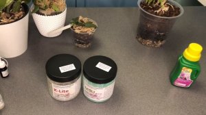 Удобрения для орхидей. K-lite, MSU. Полив каттлей по просушке