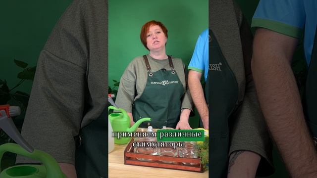 Как улучшить всхожесть семян?