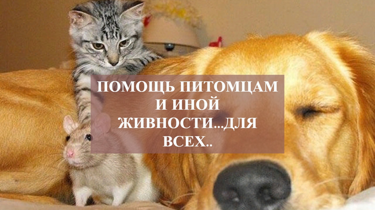 ПОМОЩЬ ПИТОМЦАМ И ИНОЙ ЖИВНОСТИ...ДЛЯ ВСЕХ.. смотреть онлайн