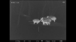 охота на кабана. Тепловизор в действии.  Самарская область. 09.12.2018