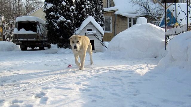 Зимний сон смотреть онлайн
