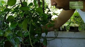 JADE POTHOS CARE & RESCUE | How To Have Lush Jade Pothos | Jade Pothos Propagation | Money Plant