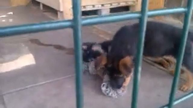 Щенки овчарки 50дней. смотреть онлайн