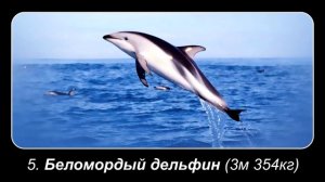 Топ 10 САМЫХ БОЛЬШИХ ДЕЛЬФИНОВ