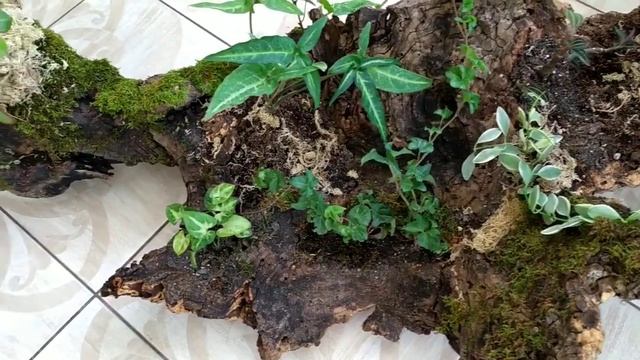 Подготовка и посадка растений на коряге