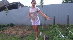 Мои томаты в открытом грунте. Краснодарский край.