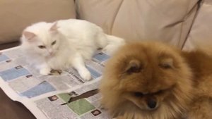 шпиц и кошка играют в комнате