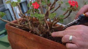 Deadheading Geraniums/Pelergoniums