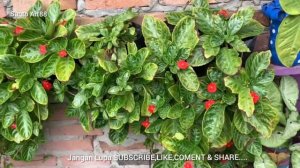 TIPS AND TRIK BUNGA EPISCIA HIJAU SUBUR DAN CANTIK