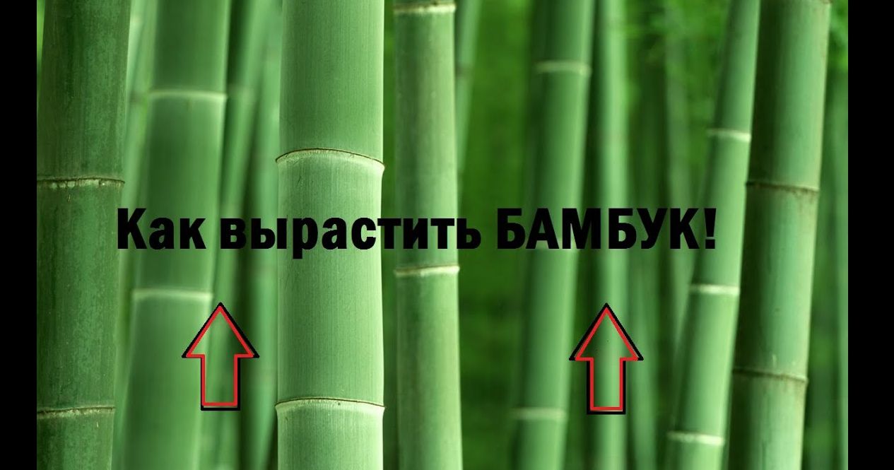 Бамбук на карте. Растем как бамбук бригада. Бамбук для карты желаний. Бамбук как строительный материал. Рост бамбука за сутки