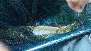 Щука. Сентябрь 2023 г. 
р. Воронеж